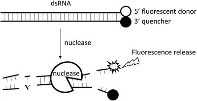 Biochemical Comparison of dsRNA Degrading Nucleases in Four Different Insects